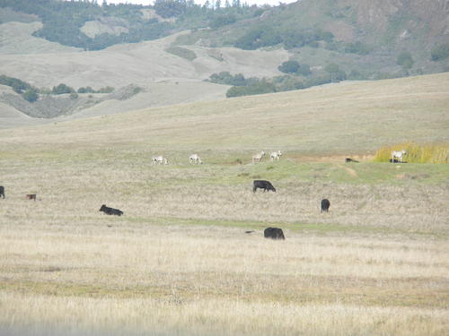 Zebras bei Hearst Castle